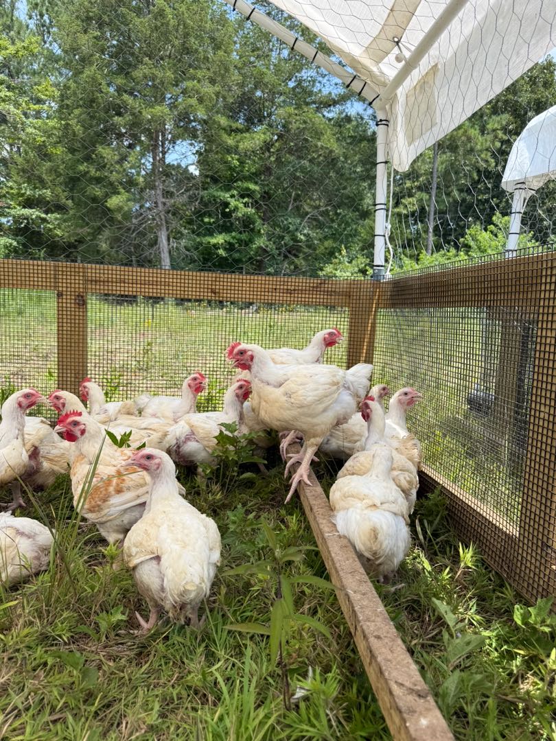 Cornish Cross broiler chickens inside a mobile coop
