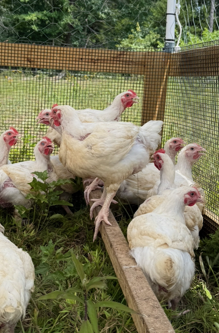 Single Cornish Cross broiler chicken on pasture