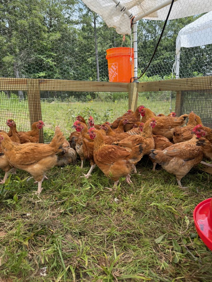 Group of Freedom Ranger chickens on pasture