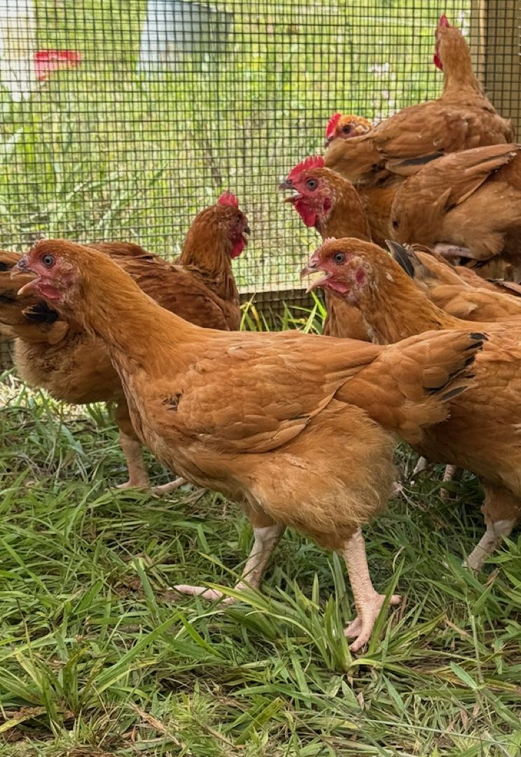 Single Freedom Ranger broiler chicken stepping forward on pasture